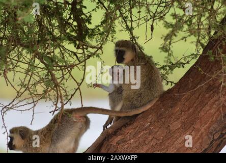 Joli bébé Vervet Monkey tenu par sa mère dans le parc national de Tarangire, Tanzanie. Banque D'Images