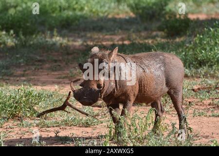 Parthog mâle adulte après avoir été accueilli dans un bain de boue dans le parc national de Tarangire, Tanzanie. Banque D'Images