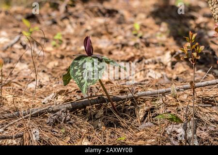 Un trillium violet unique émergeant du sol de la forêt avec des feuilles et de la litière de bâton entourant en arrière-plan, une journée ensoleillée au début du printemps Banque D'Images