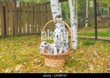 portrait de deux jolis chiens dalmatiens avec des taches noires et brunes. Des animaux de compagnie dalmatiens souriants de 101 films dalmatiens Banque D'Images