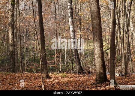 Baignade en forêt avec des arbres d'érable et de bouleau et un tapis de feuilles jaunes. Banque D'Images