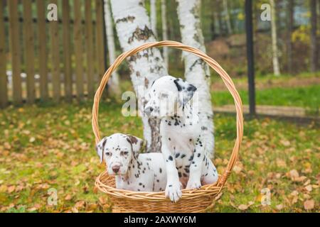 portrait de deux jolis chiens dalmatiens avec des taches noires et brunes. Des animaux de compagnie dalmatiens souriants de 101 films dalmatiens Banque D'Images