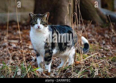 Chat domestique sauvage aux couleurs vertes et blanches dans l'herbe Banque D'Images