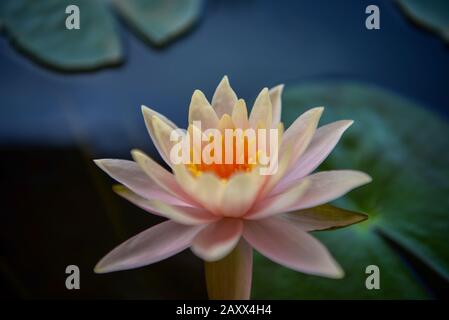 Fleur de LilyPad Banque D'Images