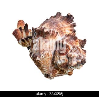 coquille séchée de mollusques muricidés bruns sur fond blanc Banque D'Images