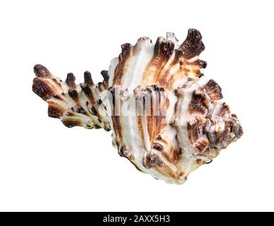 coquille brune séchée de mollusques muricidae sur fond blanc Banque D'Images