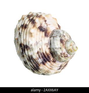 séashell séché de la découpe de mollusques buccins sur fond blanc Banque D'Images