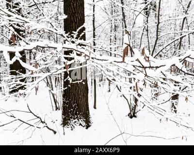 branches enneigées de l'arbre d'aulne avec des chatons dans le parc de la ville enneigé le jour d'hiver couvert Banque D'Images