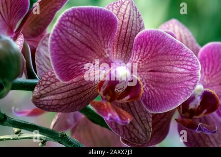 Gros plan de la vraie fleur florissante - orchidée phalaenopsis. Banque D'Images