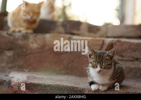 Les adorables chatons sont assis sur les marches en pierre. Chat de gingembre dans un fond flou. Banque D'Images