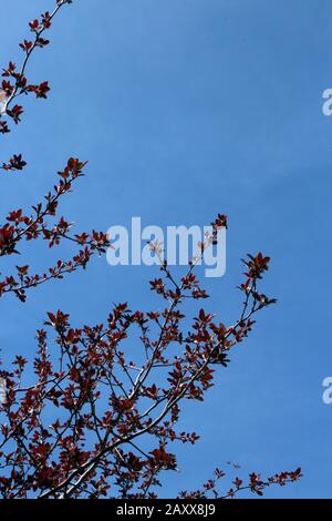 Les principales branches d'un arbre d'érable Crimson King avec de jeunes feuilles rouges, contre un ciel bleu au printemps dans le Wisconsin, aux États-Unis Banque D'Images