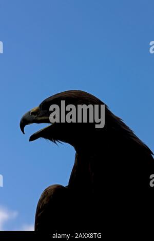 Aigle doré, aquila chrysaetos, Silhouette Banque D'Images