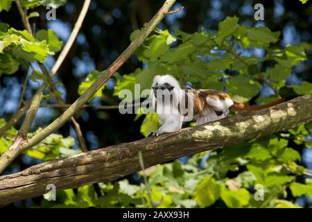 Coton Top Tamarin ou Pinche Marmoset, saguinus oedipus, Adulte debout dans l'arbre Banque D'Images