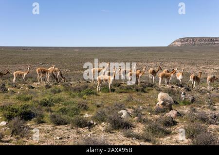 Vigogne Vicugna vicugna, Pampas Galeras, réserver au Pérou Banque D'Images