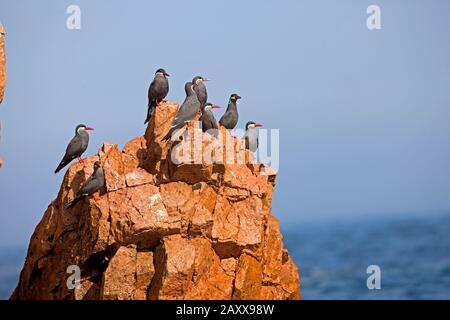 Inca Tern, larosterna inca, Groupe debout sur les rochers, îles Ballestas dans le parc national de Paracas, Pérou Banque D'Images