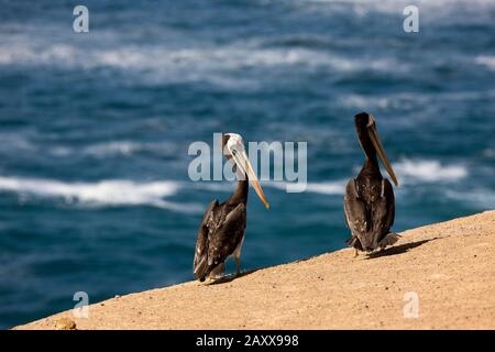 Pelican péruvien, pelecanus thagus, adultes se tenant sur la plage, les îles Ballestas dans le parc national de Paracas, Pérou Banque D'Images