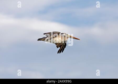 Pelican pelecanus thagus péruvienne, adultes, en vol, îles Ballestas dans le Parc National de Paracas, Pérou Banque D'Images