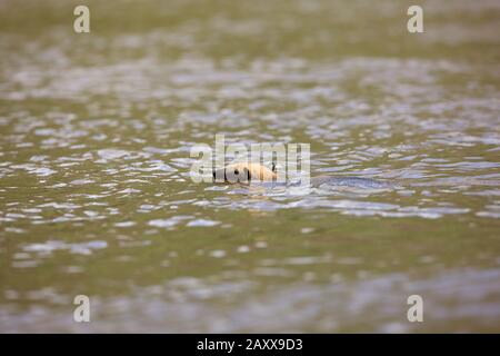 Le sud de Tamanoir tamandua tetradactyla, adultes, traversant la rivière Madre de Dios, parc national de Manu au Pérou Banque D'Images