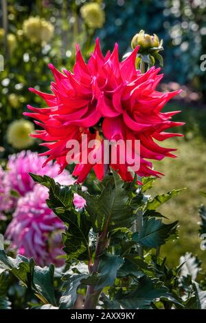 Dahlia de Swan Island Dahlias ferme durant le Festival du Dahlia. Situé dans la région de Woodburn, Oregon, est le plus grand producteur de dahlia aux États-Unis. Banque D'Images