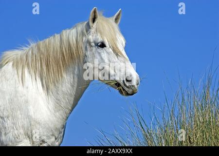 Camargue Horse, Eating Grass, Saintes Marie de la Mer en Camargue, au sud de la France Banque D'Images