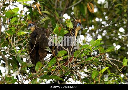 , Hoatzin opisthocomus opithocamus, adultes perché en arbre, Los Lianos au Venezuela Banque D'Images