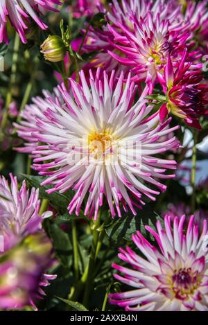 Dahlia de Swan Island Dahlias ferme durant le Festival du Dahlia. Situé dans la région de Woodburn, Oregon, est le plus grand producteur de dahlia aux États-Unis. Banque D'Images