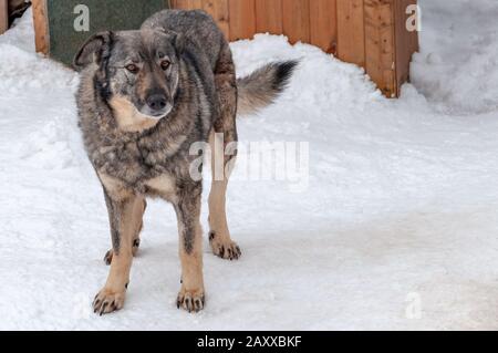 Un grand chien gris sur une chaîne à côté d'un dogme dans un abri pour les chiens sans abri. Le sol est recouvert de neige. Banque D'Images