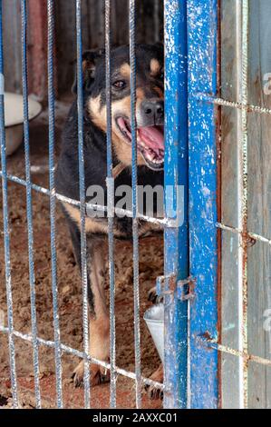 Un grand chien menaçant dans un dogme derrière les bars dans un abri pour les chiens sans abri. Le sol est recouvert de neige. Banque D'Images