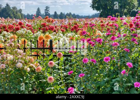 Dahlia de Swan Island Dahlias ferme durant le Festival du Dahlia. Situé dans la région de Woodburn, Oregon, est le plus grand producteur de dahlia aux États-Unis. Banque D'Images