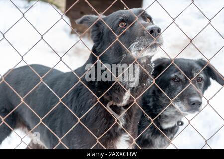 Deux chiens mignons avec des yeux en contact regardent hors d'une cage dans un abri pour les chiens sans abri. Le sol est recouvert de neige. Banque D'Images