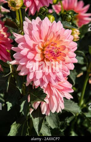 Dahlia de Swan Island Dahlias ferme durant le Festival du Dahlia. Situé dans la région de Woodburn, Oregon, est le plus grand producteur de dahlia aux États-Unis. Banque D'Images