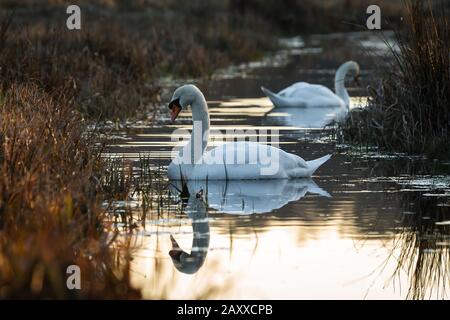 Paire de cygnes (Cygnus olor) Nager dans la lumière du soir d'un ruisseau Cambridgeshire Banque D'Images