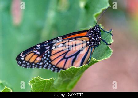 Un papillon monarque (Danaus plexippus), avec ailes repliées, repose sur une feuille. Le Monarch est un papillon de milkweed. Banque D'Images