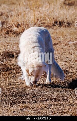 Chien Golden Retriever de couleur platine creusant trou sur un Colorado Ranch central; États-Unis Banque D'Images