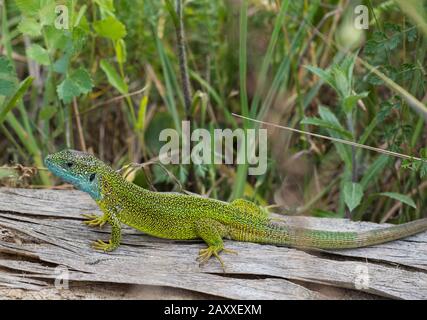 Lizard vert de l'est (Lacerta viridis) se bachant sur un journal. Banque D'Images