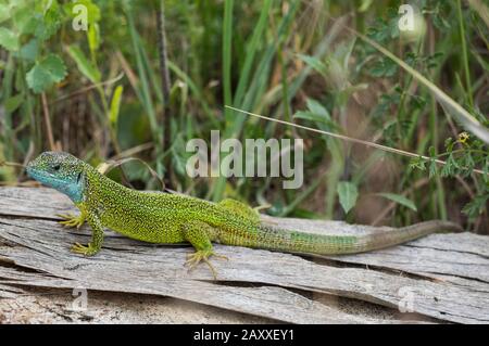 Lizard vert de l'est (Lacerta viridis) se bachant sur un journal. Banque D'Images