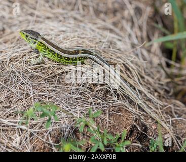 Lizard de sable mâle (Lacerta agilis) se prélasser en Hongrie, en Europe Banque D'Images