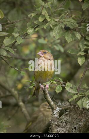 Un mâle verdfinch (Choris choris) se trouve sur une branche et regarde de l'un à l'autre les feuilles Banque D'Images
