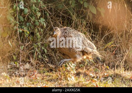 Le faisan femelle (Phasianus colchicus) glisse à travers la sous-croissance dans le soleil tôt le matin Banque D'Images