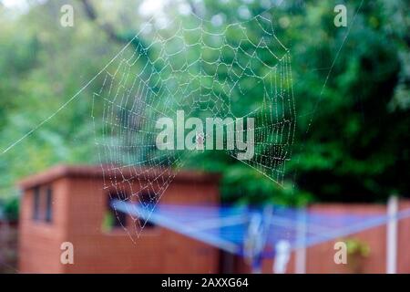 ORB SPIDER SUR LE WEB Banque D'Images