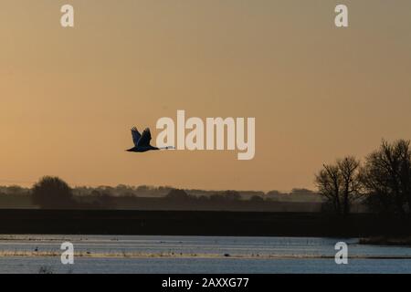 Un cygne sur son communite à l'aube des lacs aqueux De Norfolk aux champs de Cambridgeshire à manger Banque D'Images