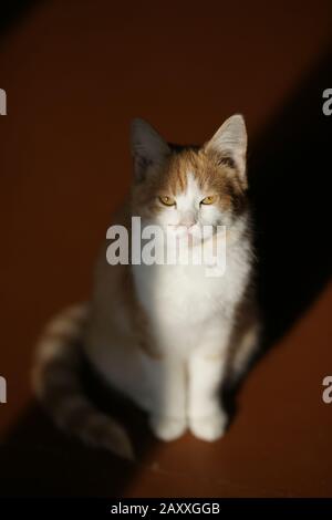 Joli chaton de gingembre blanc assis à l'intérieur sur l'ancien floo en bois Banque D'Images