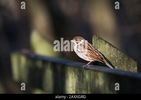 Ce petit cousus de roseau femelle (Emeriza schoeniclus) je ne peux pas me rappeler où aller la nourriture est clairement située sur la clôture par la lumière du soleil de co Banque D'Images