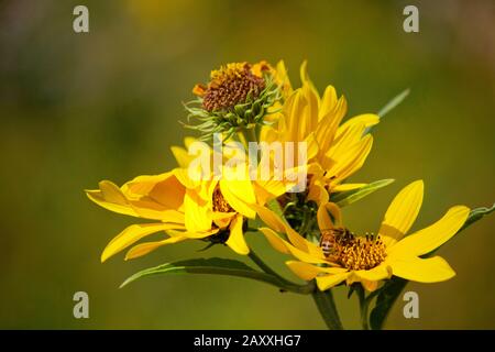 Jérusalem Artichoke sauvage à fleurs dans les montagnes Pocono de Pennsylvanie Banque D'Images