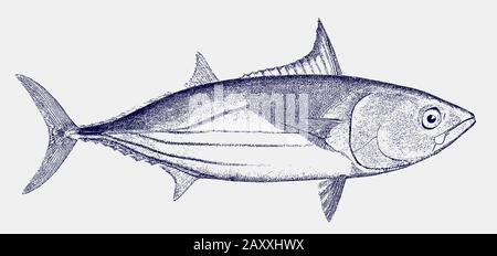 Thon skipjack katsuwonus pelamis, un poisson alimentaire important dans la vue latérale Illustration de Vecteur