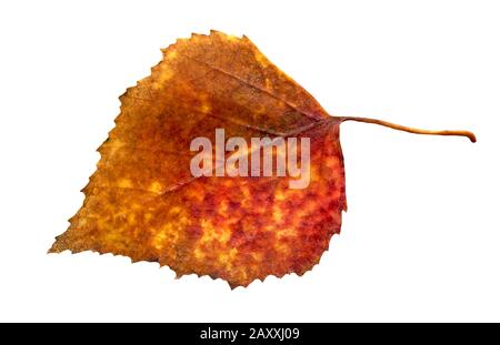 Feuilles d'automne isolées de tremble. Feuille de tremula d'automne populus isolée Banque D'Images