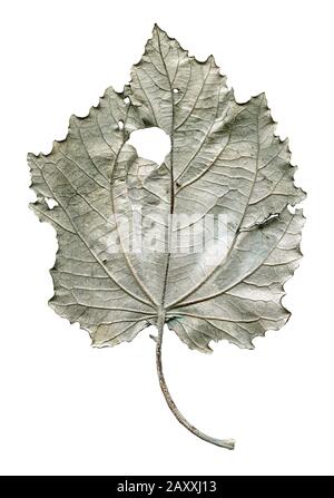 Feuilles d'automne isolées de tremble. Feuille de tremula d'automne populus isolée Banque D'Images