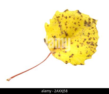 Feuilles d'automne isolées de tremble. Feuille de tremula d'automne populus isolée Banque D'Images