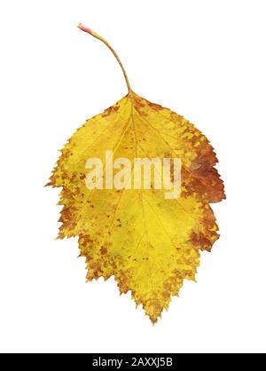 Une feuille d'aubépine isolée. Feuille jaune tombée de l'arbre d'aubépine isolée Banque D'Images