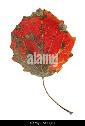 Feuilles d'automne isolées de tremble. Feuille de tremula d'automne populus isolée Banque D'Images